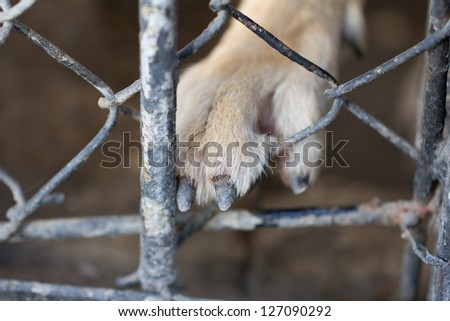 wolf paw behind the fence. macro