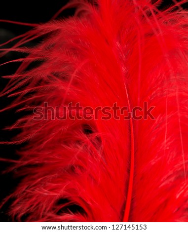 red feather on a black background. macro