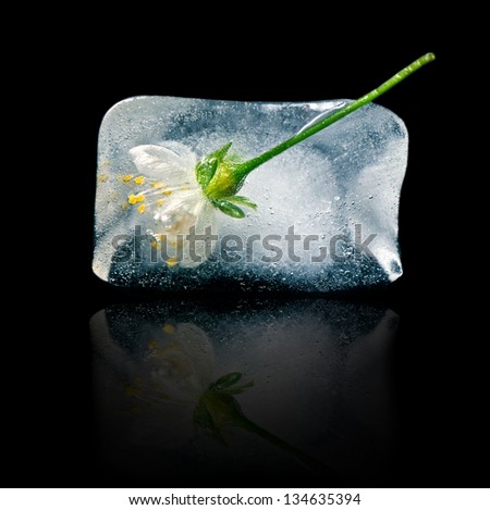 flower in ice cube on a black background
