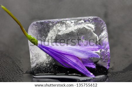 Bluebell flower in ice on a black background