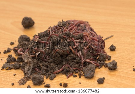 red worms in compost - bait for fishing