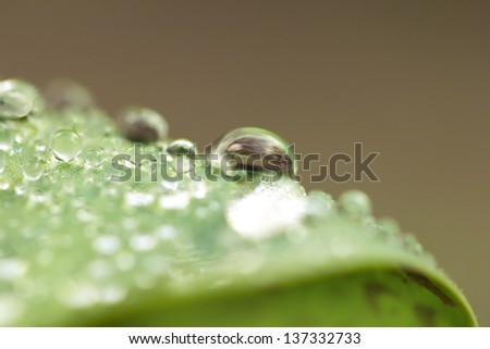 drops of water on the grass after the rain. macro