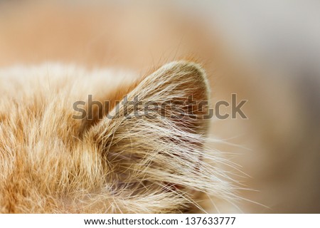 red cat ear. macro