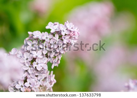 beautiful lilac on a background nature