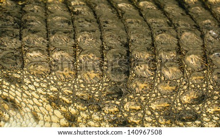crocodile skin as background