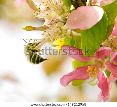 bee on flowers of apple in nature