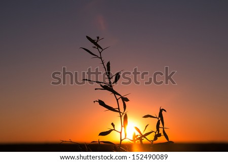 branch plants in the rays of the sun at sunset