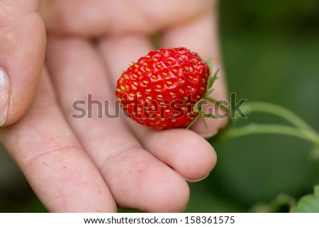 strawberry in hand. macro