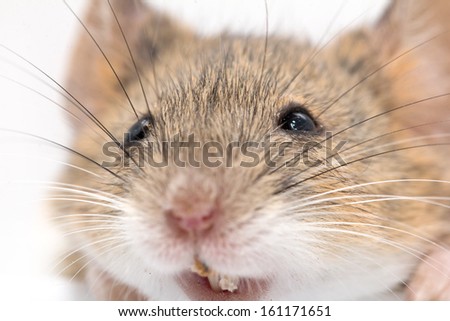 head mouse. macro