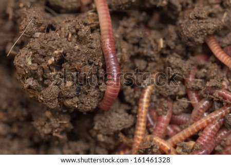 Red Worms In Compost - Bait For Fishing