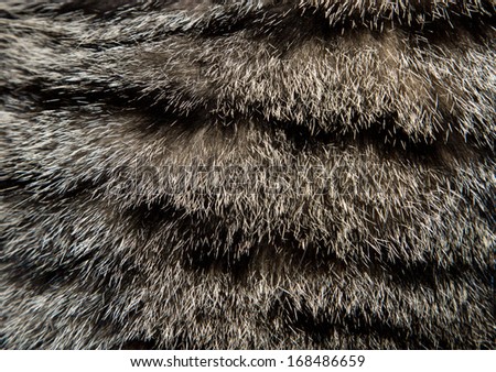 background of cat fur