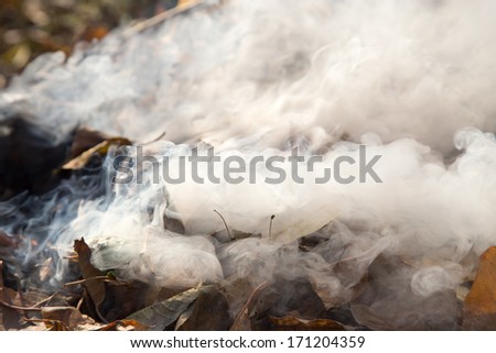 smoke from burning leaves