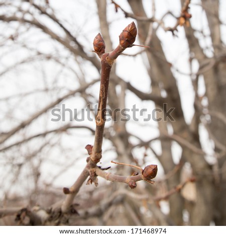 buds on tree
