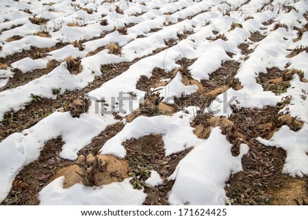 flowerbeds with plants roses in the snow in winter