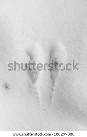 track birds in the snow