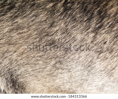 dog fur as background