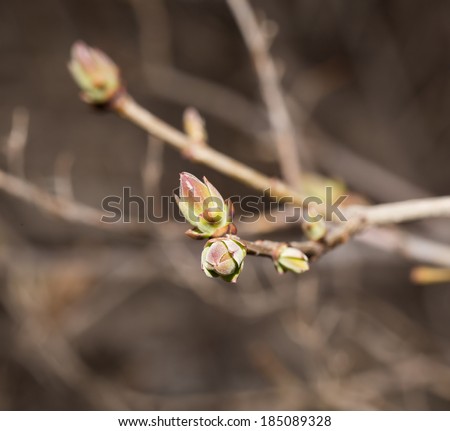 buds on a tree branch. Macro
