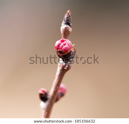 Flower buds on a tree. macro