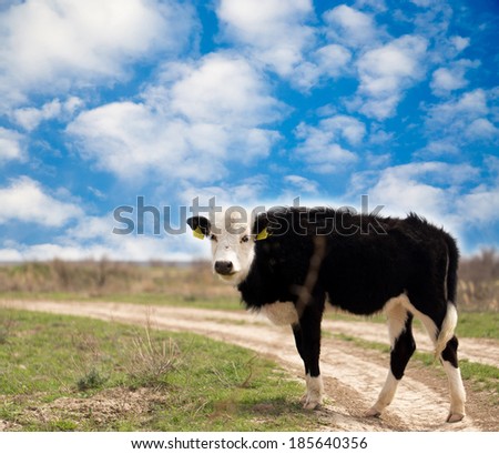 Cow on the road