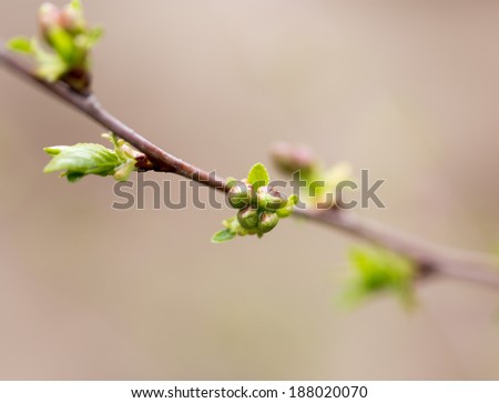 the opened buds on a tree branch