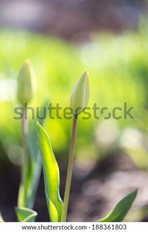 indoor flower tulip