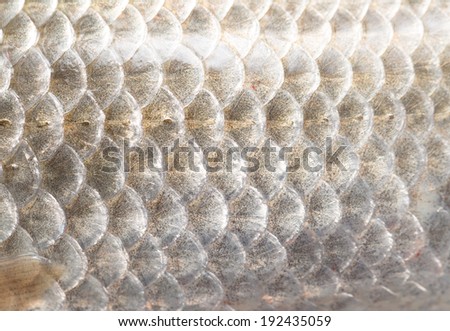 background of fish scales