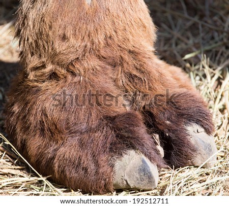 camel foot