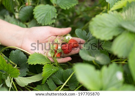strawberry in hand on nature