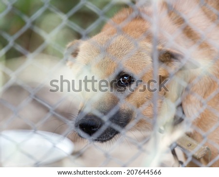 angry dog  behind a fence