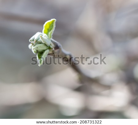 leaves from the buds on the branch