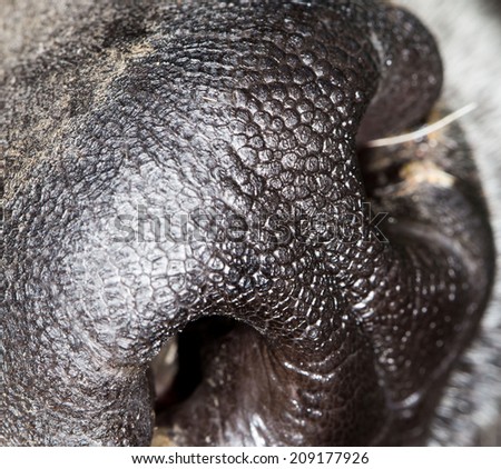 the dog\'s nose. close-up
