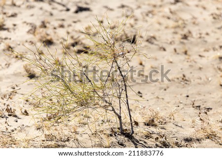plants in the sand in the desert