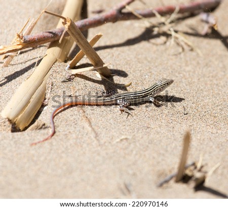 Lizard in desert of Central Asia, Kazakhstan