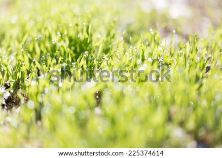 grass with drops of dew
