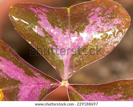 reddish leaves
