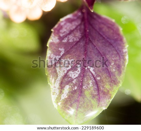 reddish leaves