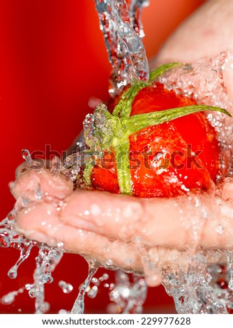 ripe tomatoes in his hand in the water on a red background