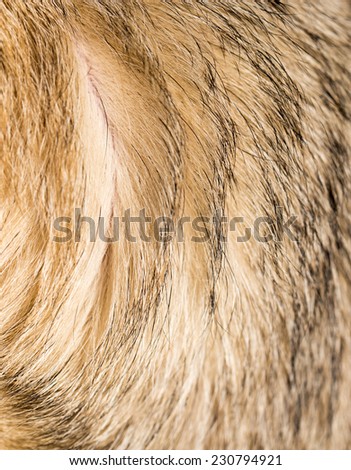 background of dog hair