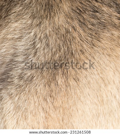 background of dog hair