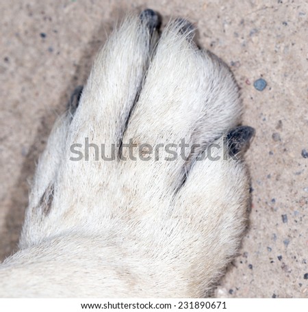dog paw. close-up