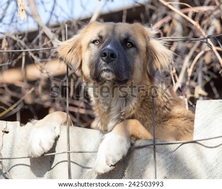 dog behind a fence