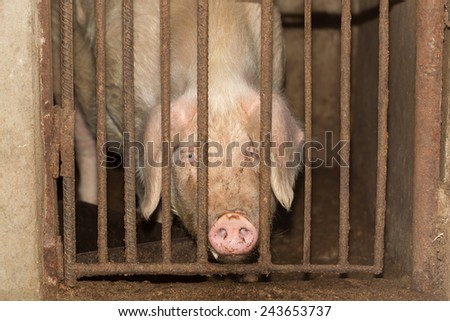 pig behind the fence
