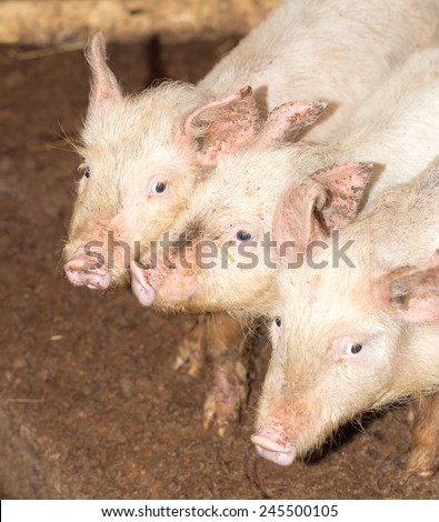 three little pigs on the farm