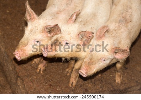 three little pigs on the farm