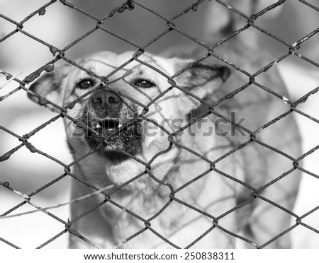 angry dog behind a fence