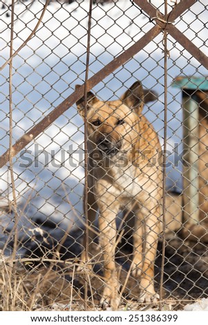angry dog behind a fence