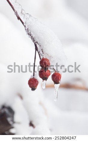 wild rose in the snow, winter