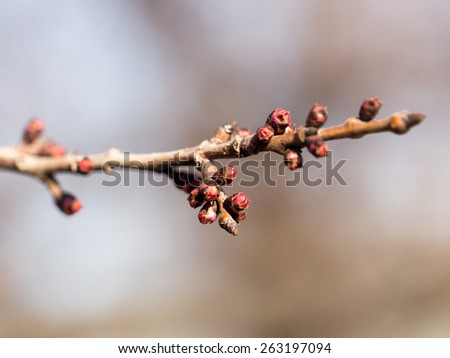 flower bud on a tree