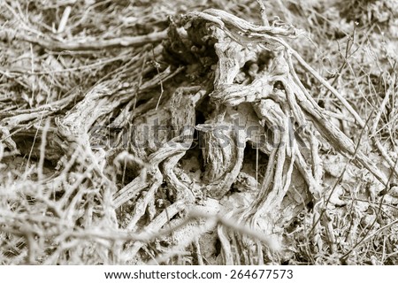 old root plants in nature