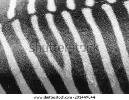 Detail of a black and white stripes on a zebra skin
